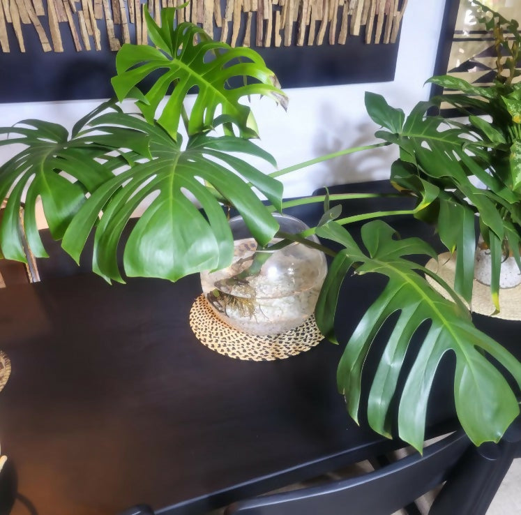 Green monstera plant in a glass vase on a dark surface with a decorative background
