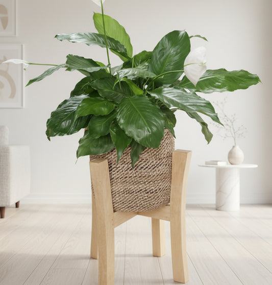 Potted plant on a small wooden stool with a blurred indoor background