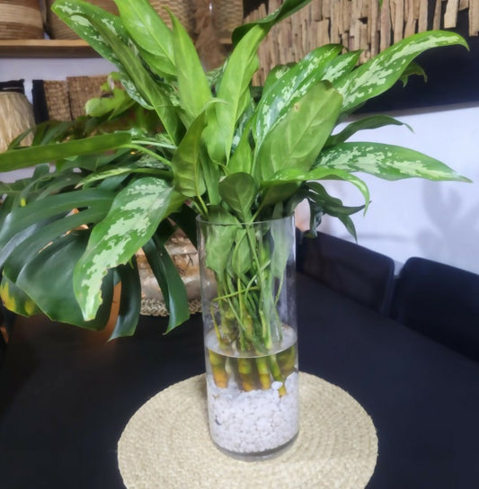 Vase with green plants on a table in a room setting