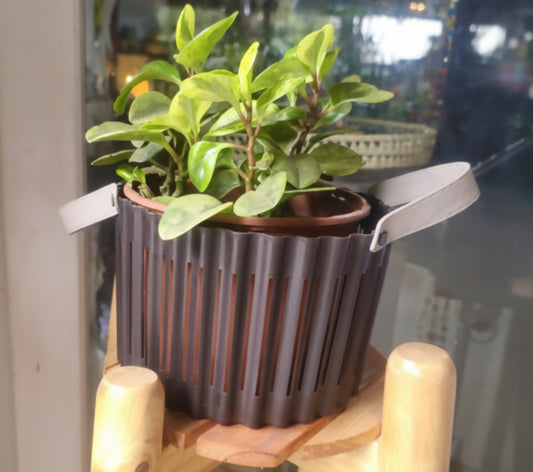 Potted plant on a wooden stool with a blurred background