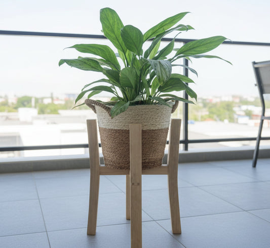 Green potted plant on a small wooden stool indoors