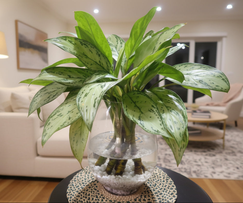 Potted plant with green leaves on a table in an indoor setting