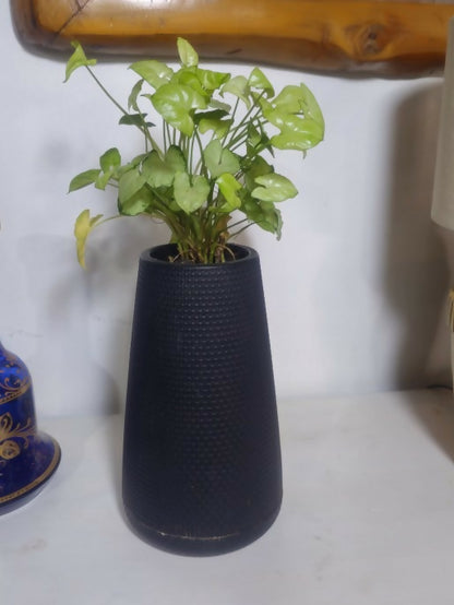 Money plant in a black vase