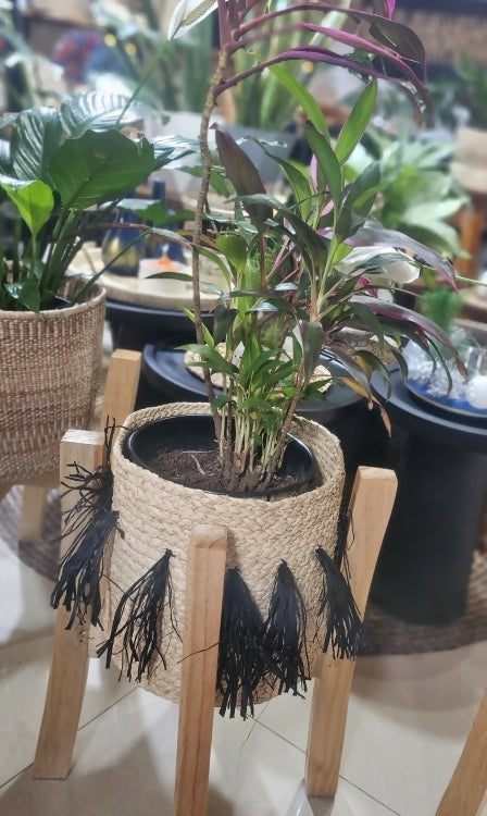 Natural TI plant, rafia basket & wooden stand