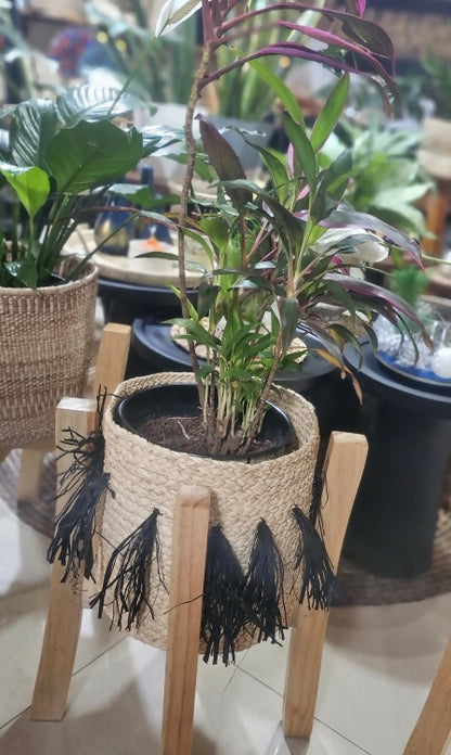 Natural TI plant, rafia basket & wooden stand