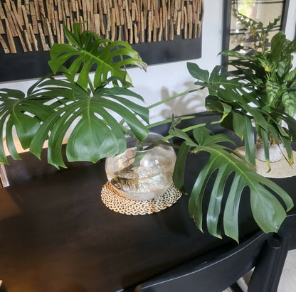 Green leafy plants on a dark surface with a textured wall in the background