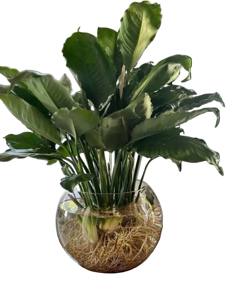 Potted plant in a transparent vase on a wooden surface with a blurred background