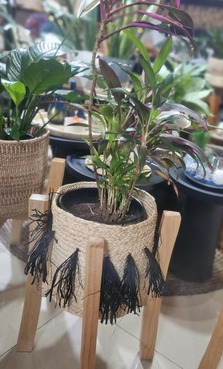 Natural TI plant, rafia basket & wooden stand