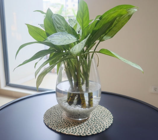 Clear vase with water and green plants on a dark surface
